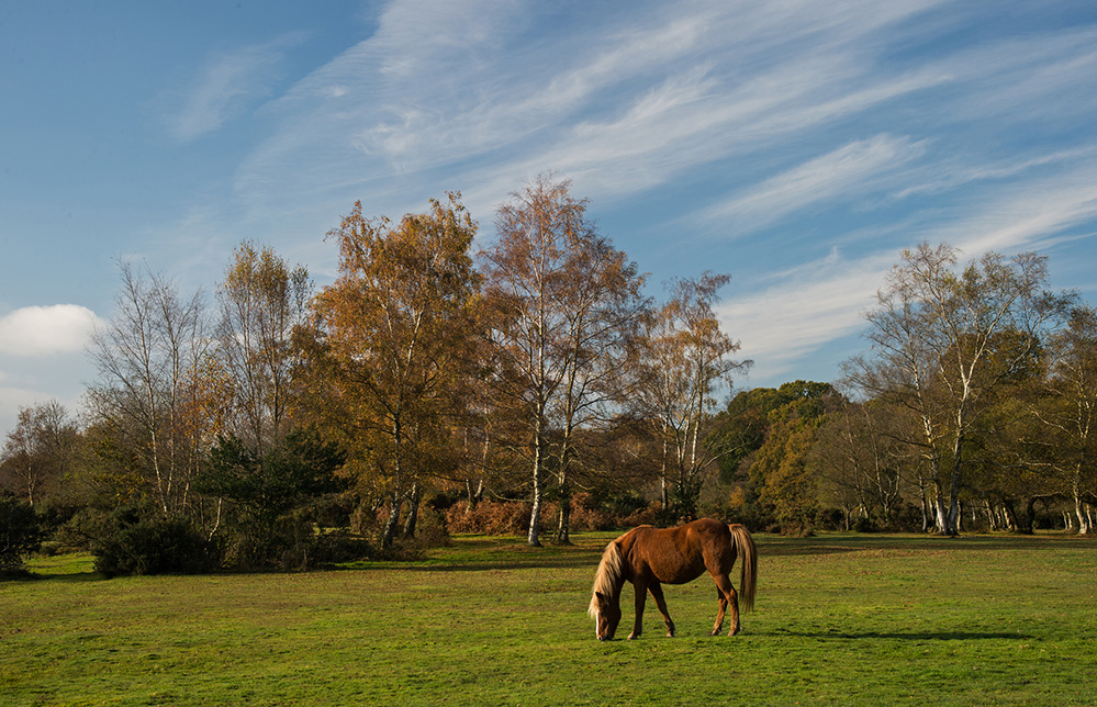 Autumn Pony and Birch, Cadnam Common